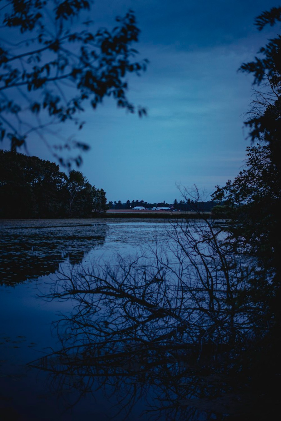 Reflets d'arbres dans un lac